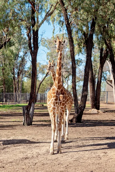 Żyrafa z długą szyją — Zdjęcie stockowe