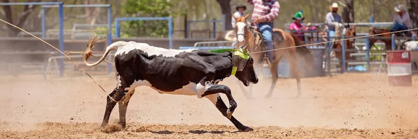 Bir Avustralya Rodeo at Buzağı Roping Yarışması — Stok fotoğraf