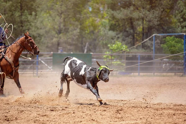 Cielę Roping na Australian Rodeo — Zdjęcie stockowe