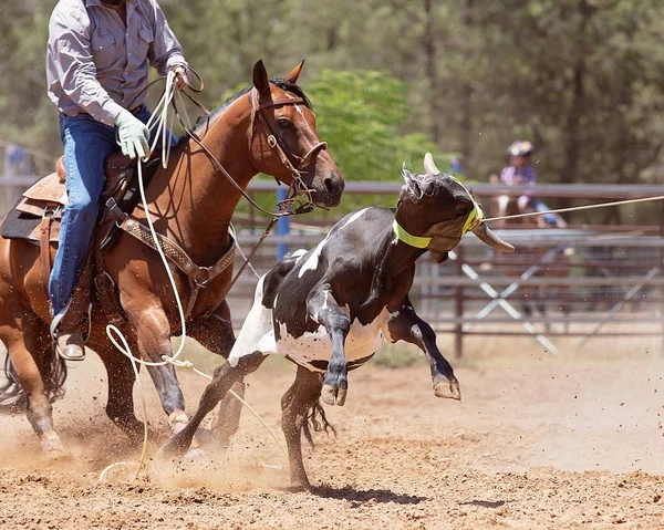 Kalv Roping på en australisk Rodeo — Stockfoto