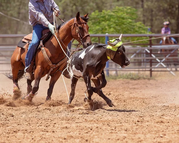 Kalv Roping på en australisk Rodeo — Stockfoto