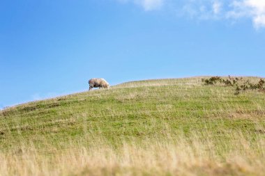 Bir Tepede Bir Koyun Otlatma