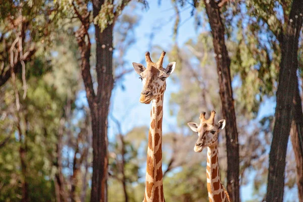 The Unique Long Necked Long Legged Giraffe — Stock Photo, Image