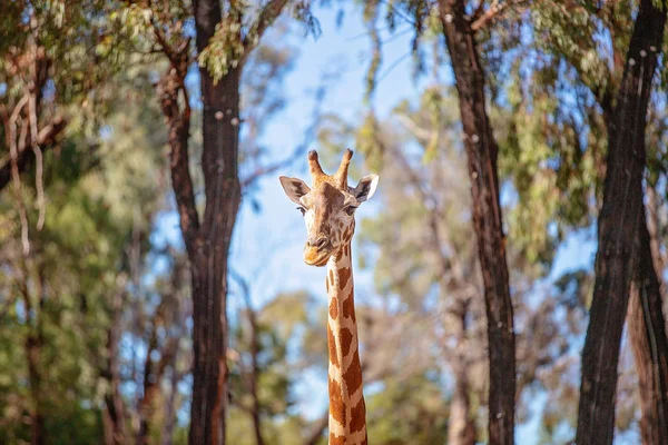 La girafe unique à long cou à longues pattes — Photo