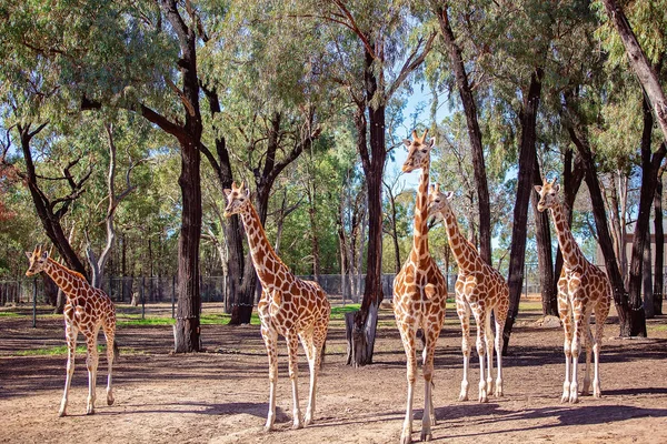 A única Girafa de pernas compridas de pescoço longo — Fotografia de Stock