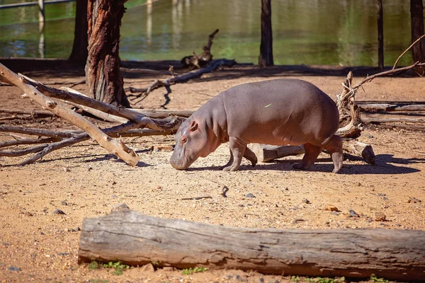 Hippo Walking przez staw — Zdjęcie stockowe