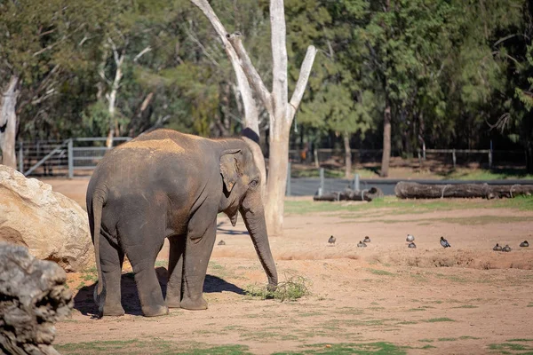 Een olifant met zijn kofferbak om bladeren te eten — Stockfoto