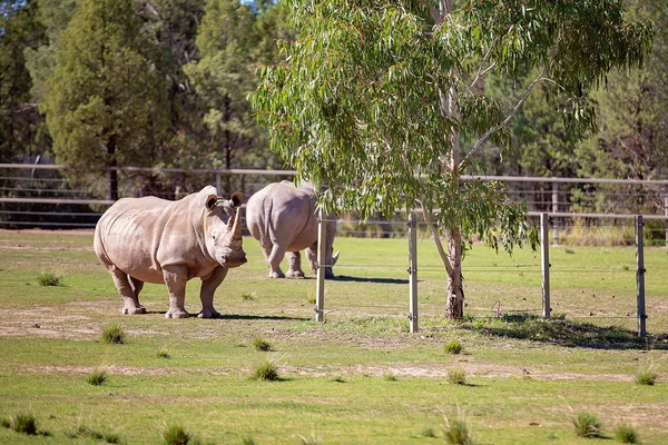 Een paar witte neushoorns — Stockfoto