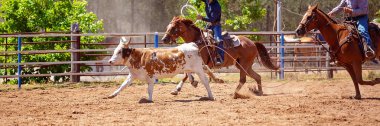 Buzağı Roping Bir Avustralya Rodeo at