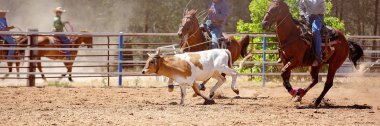 Buzağı Roping Bir Avustralya Rodeo at