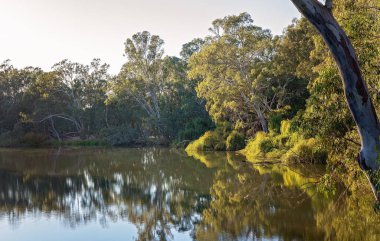 Bir Nehir Kıyısında Yemyeşil Bitki Örtüsü