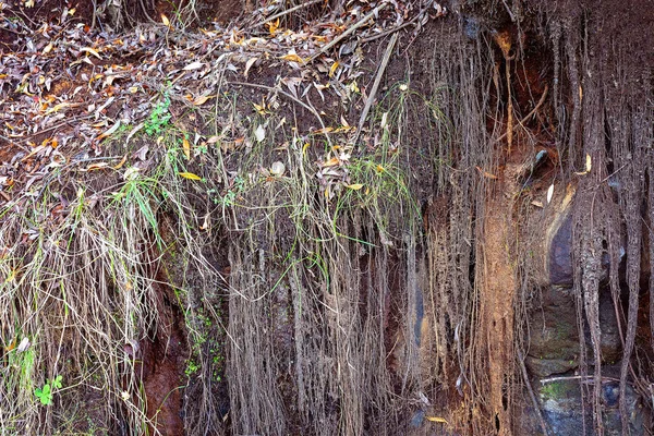 Hierba colgando de un árbol — Foto de Stock