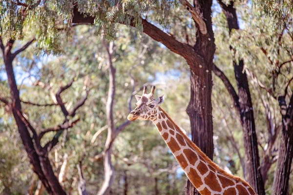 La única jirafa de cuello largo de piernas largas — Foto de Stock