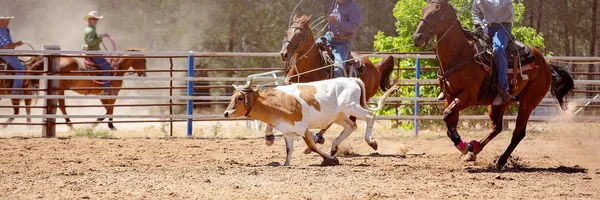 Kalf roping bij een Australische Rodeo — Stockfoto