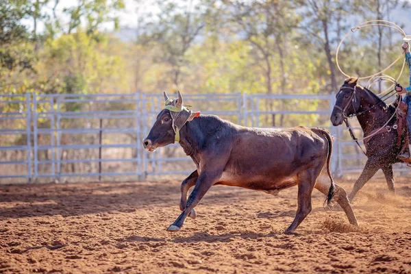 Buzağı Roping Bir Avustralya Rodeo at — Stok fotoğraf