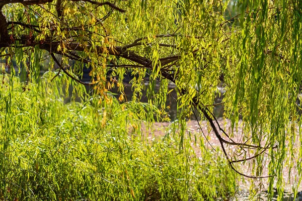 Weeping Willow Tree See Through — Stock Photo, Image