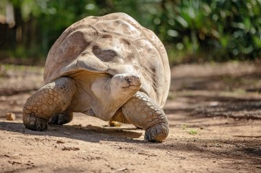 Yavaş Hareket Eden Galapagos Kaplumbağası