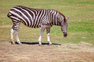 Bir Alanda Bir Zebra Yeme