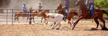 Bir Rodeo at Buzağı Roping