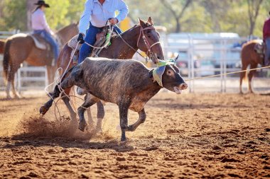 Bir Rodeo at Buzağı Roping