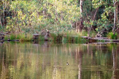 Su Yansımaları Arasında Yüzen Kuşlar