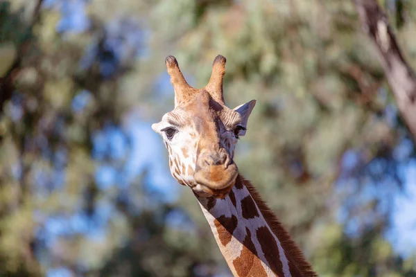 Az egyedülálló állat-hosszú nyak zsiráf — Stock Fotó