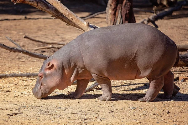 Hippo Bir Yürüyüş olması — Stok fotoğraf