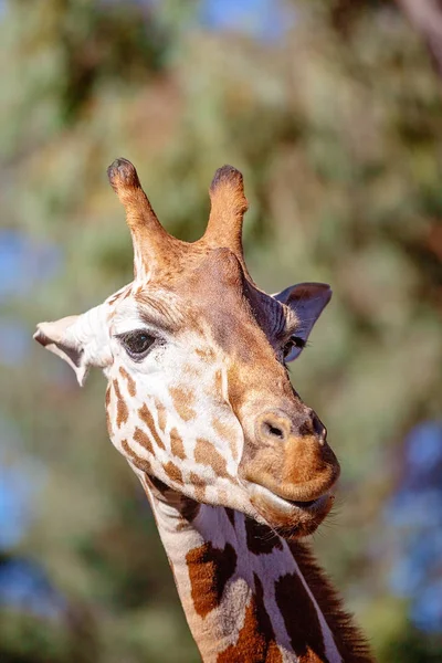 La jirafa de cuello largo animal única — Foto de Stock