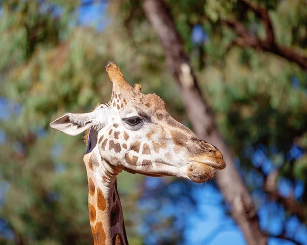 La jirafa de cuello largo animal única — Foto de Stock