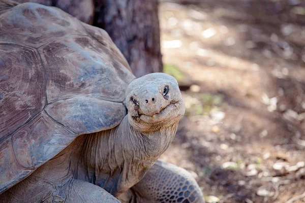 A tartaruga lenta das Galápagos — Fotografia de Stock