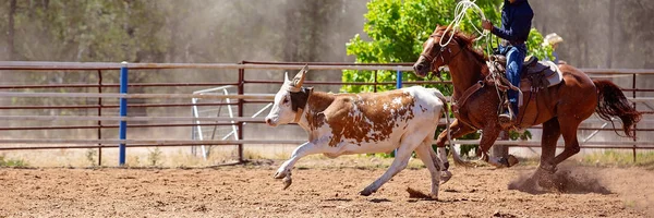 Kalf roping bij een rodeo — Stockfoto