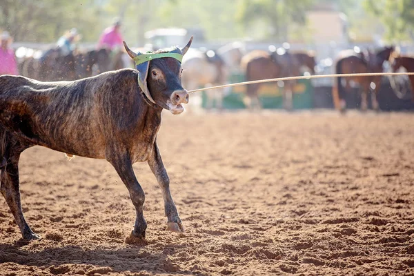 Cielę Roping na Rodeo — Zdjęcie stockowe