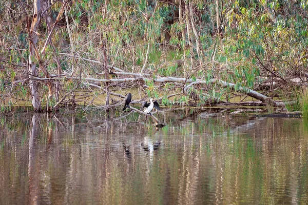 Fåglar uppflugna på trädgrenar i en flod — Stockfoto