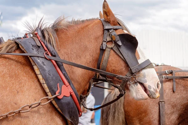 Ein Zugpferd im Geschirr — Stockfoto