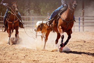 Takım Buzağı Roping Bir Avustralya Ülke Rodeo at