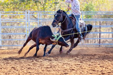 Takım Buzağı Roping Bir Avustralya Ülke Rodeo at