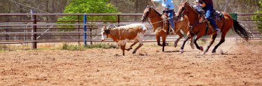 Avustralya ülke rodeo at buzağı roping