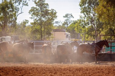 Rodeo Atlar Toz Ortasında Bir Çit Bağlı