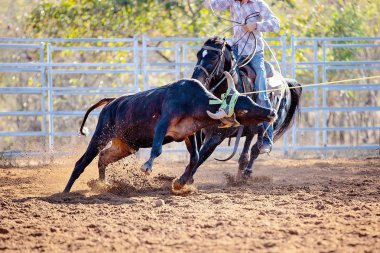 Avustralya ülke rodeo at buzağı roping