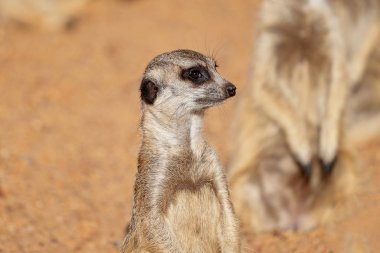 Sevimli Ve Meraklı Bir Mirket