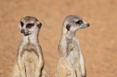 İki Sevimli Meerkats Etrafa Bakıyor