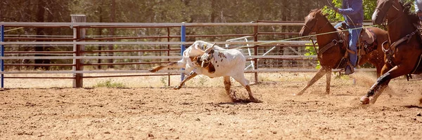 Equipe Bezerro Roping em um país australiano Rodeo — Fotografia de Stock