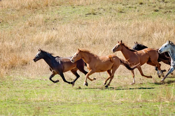 Wildpferde rasen über die Ebenen — Stockfoto