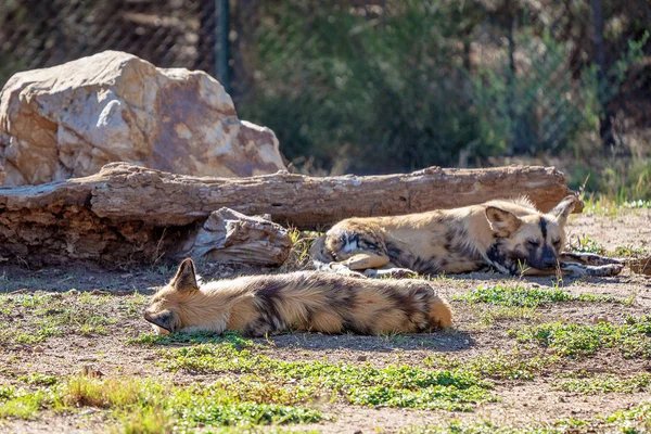 Perezosos perros salvajes africanos —  Fotos de Stock