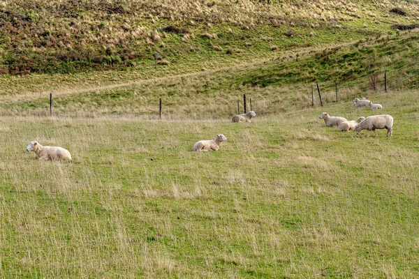 Ovelhas em um campo de grama verde — Fotografia de Stock