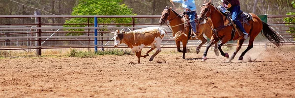 Cuerda de ternera en rodeo de país australiano —  Fotos de Stock