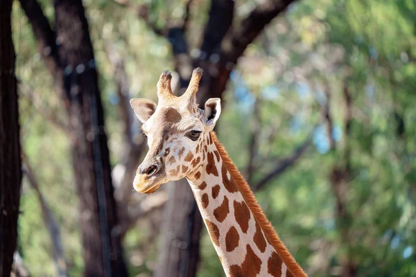 Höchstes lebendes Landtier, die Giraffe — Stockfoto