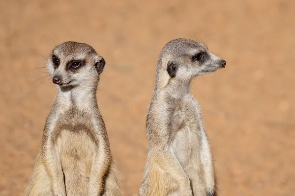 Two Cute Meerkats Looking Around