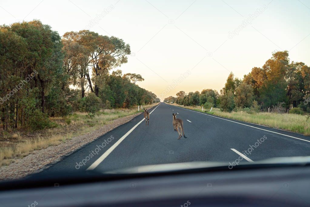 Australian Kangaroos Should Not Be On The Road