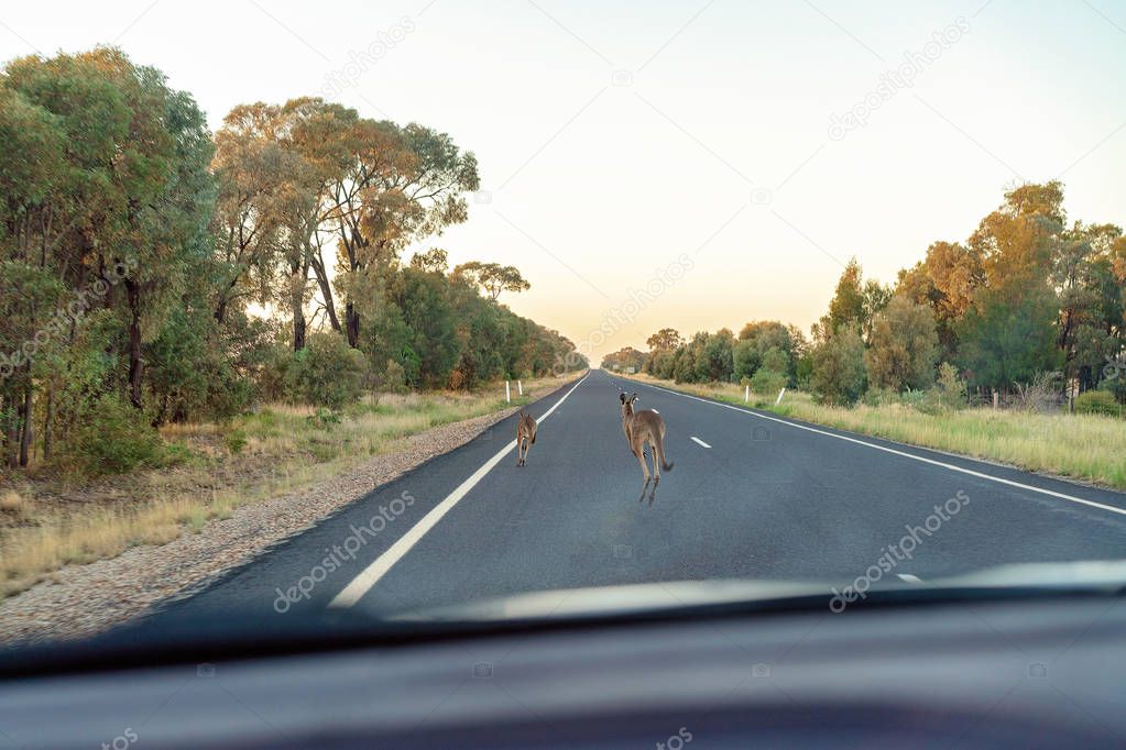 Kangaroos On An Australian Highway